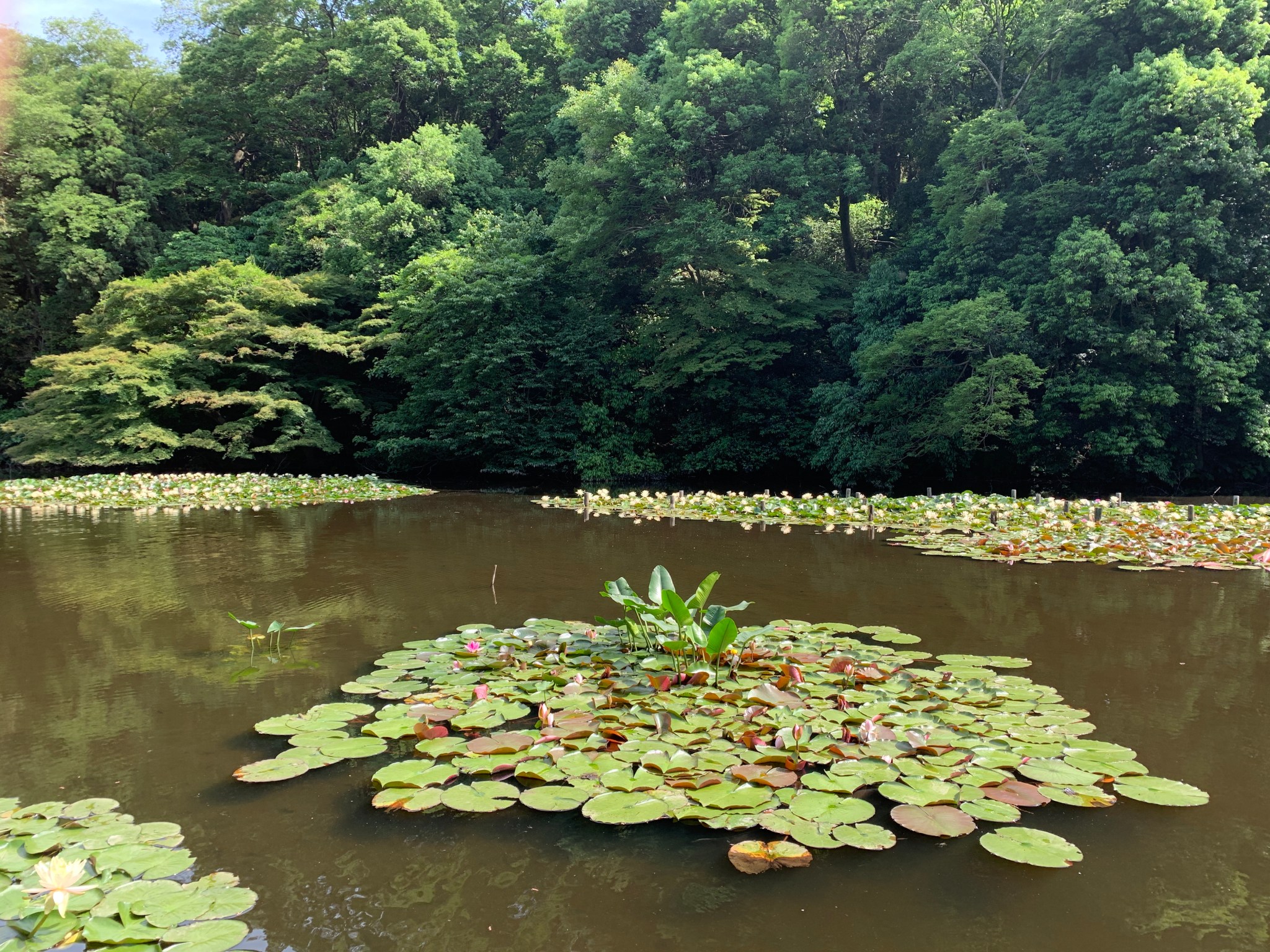 Meiji-jingu Gyoen
