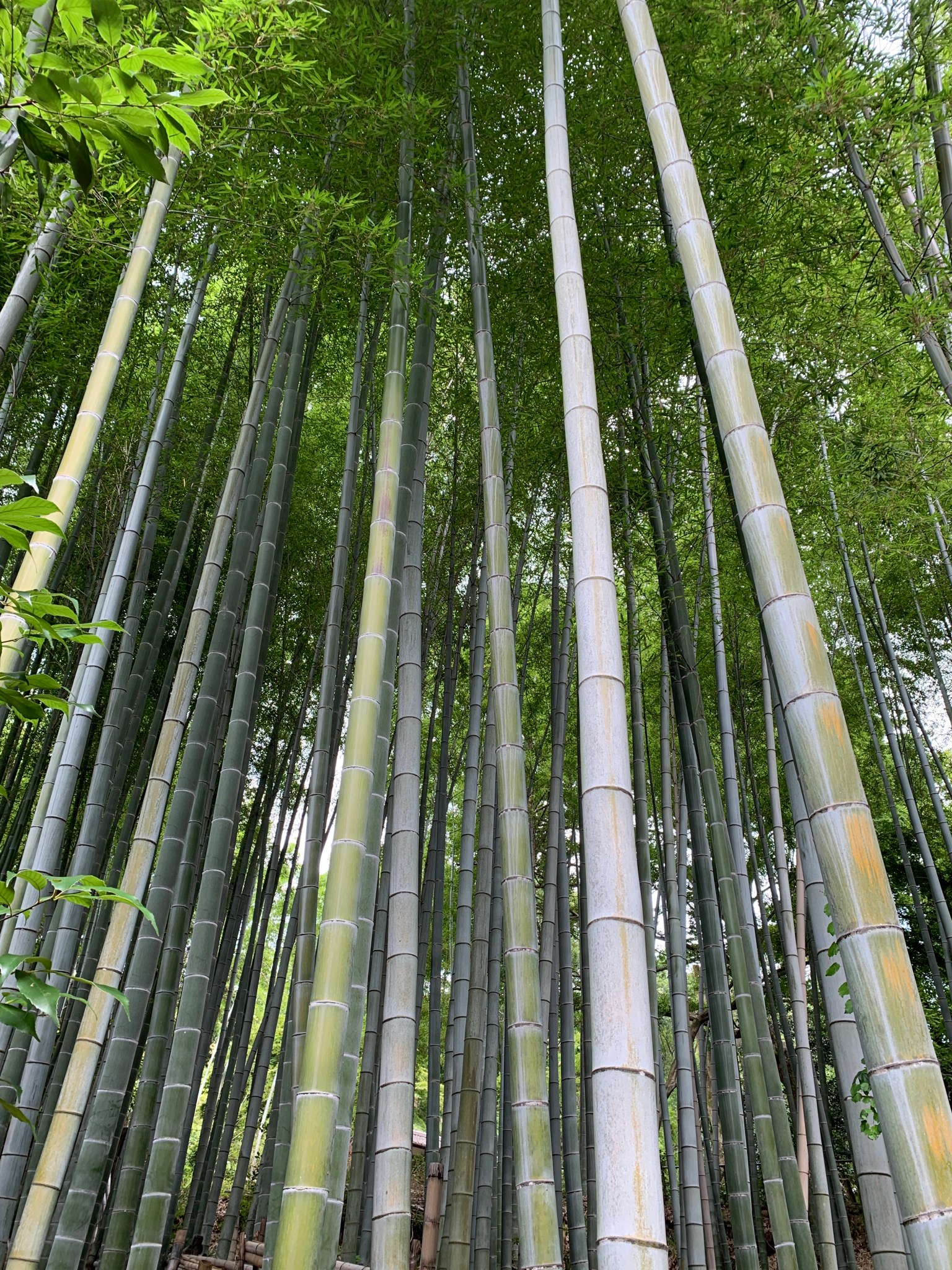 Bamboo forest