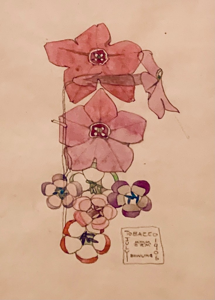 Tobacco Flowers by Charles Rennie Mackintosh, 1906