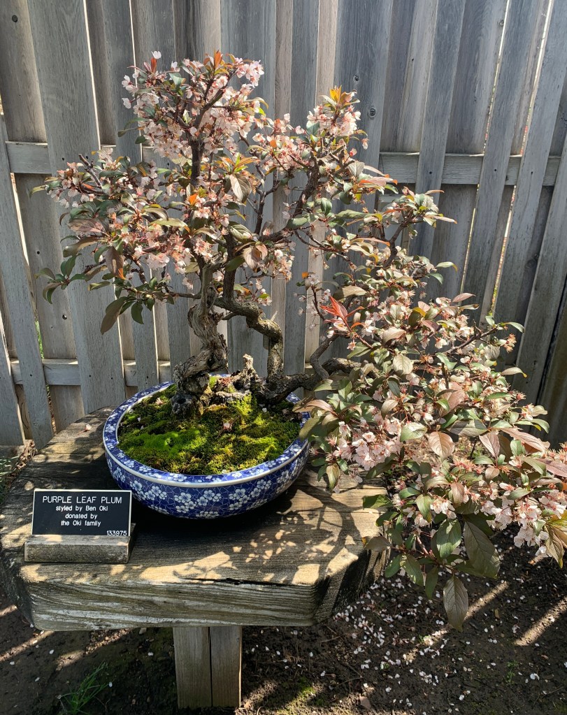 Bonsai tree